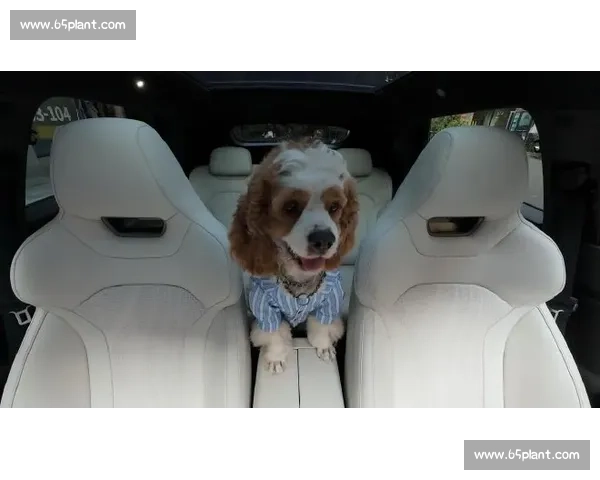 速度与耐力交锋的细狗比赛全景解析与文化观察规则发展历史趋势